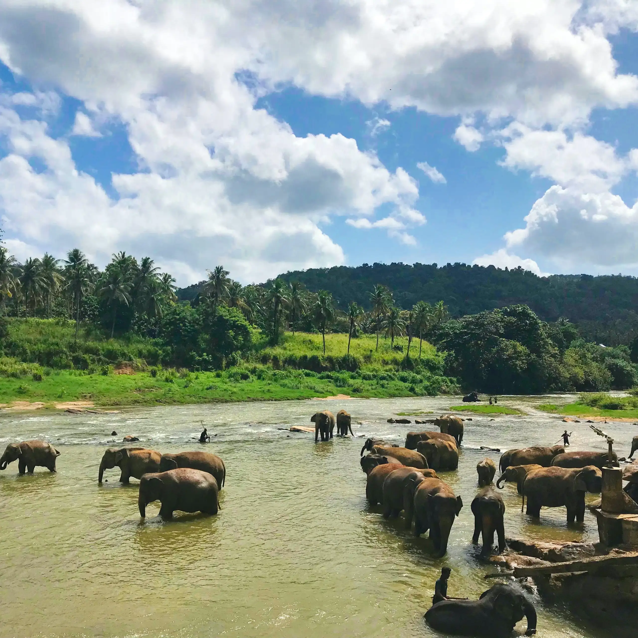 7 Day Blue Whales and Wildlife Safari in Sri Lanka