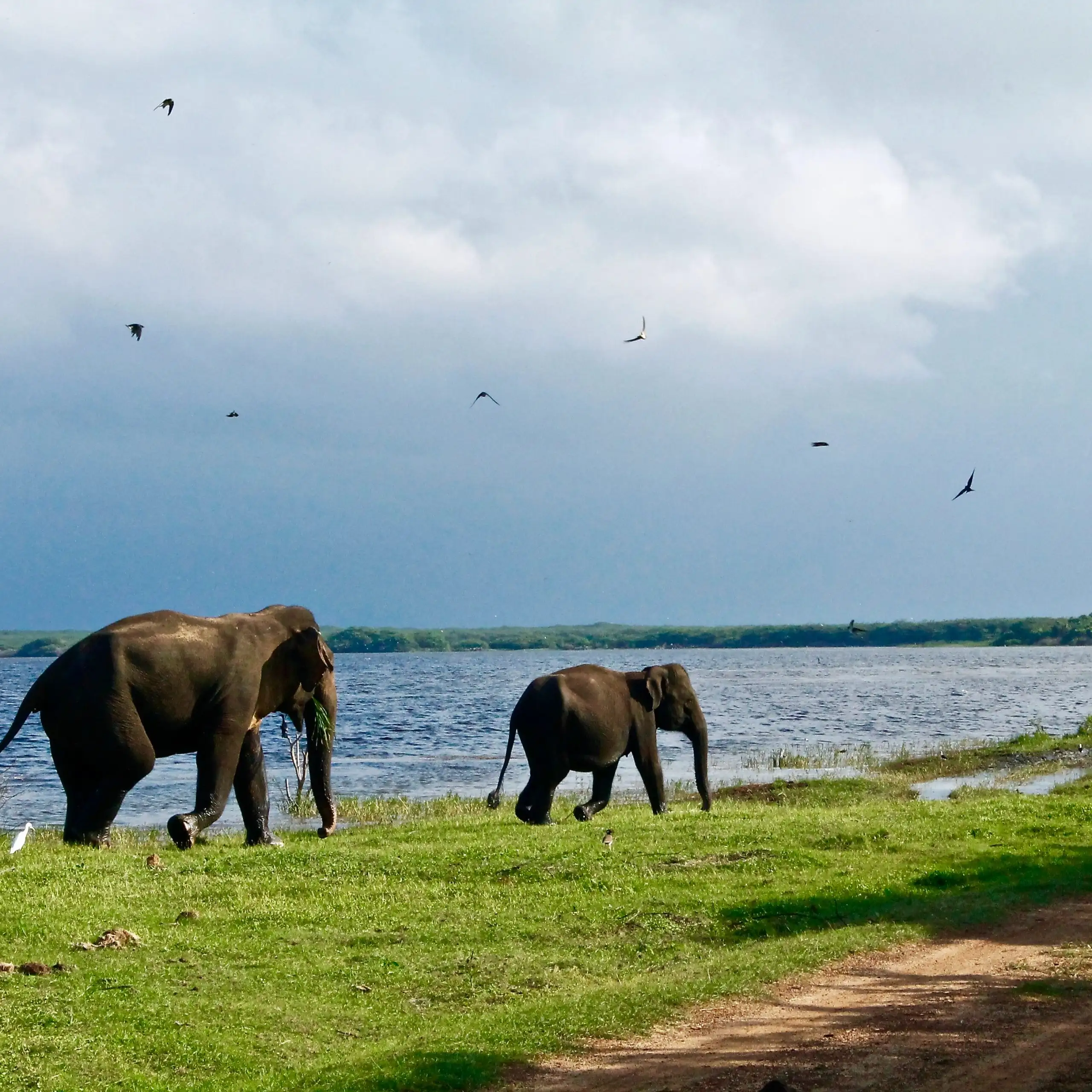 7 Day Blue Whales and Wildlife Safari in Sri Lanka