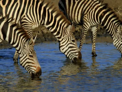 LUXURY WILDLIFE LODGE SAFARI TANZANIA