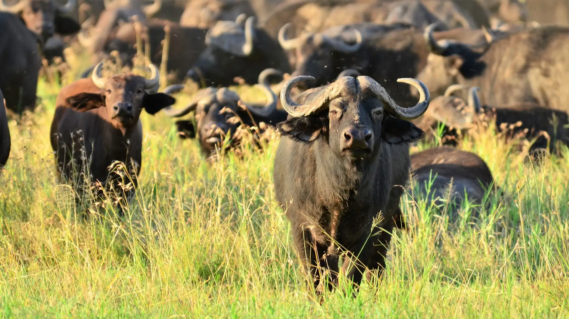 Amazing Kenya Wildlife Safari