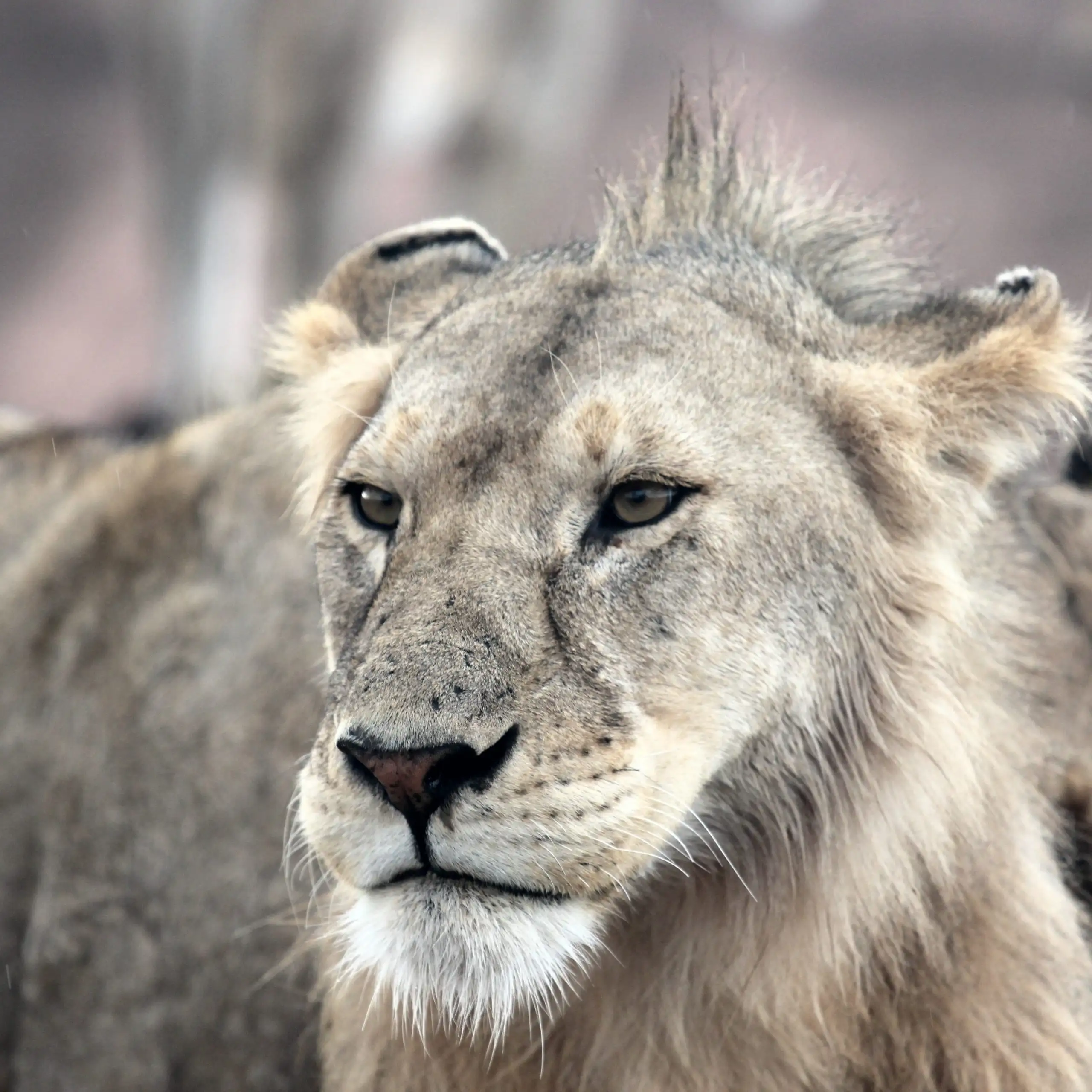 Wildlife photographic safari tour in Tanzania 10 days