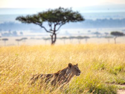 ספארי חיות בר מדהים בקניה