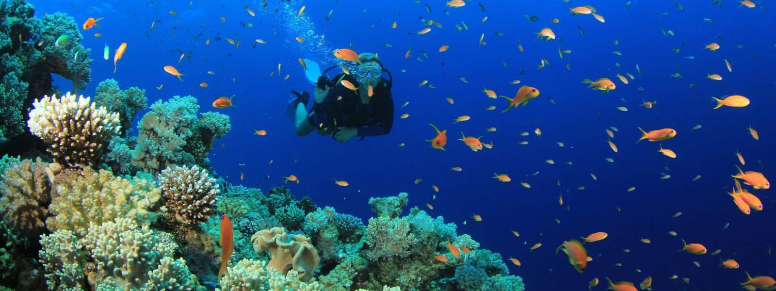 Scuba-Diving-in-Sri-Lanka-header